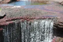 cano-cristales6
