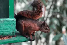 ¿Qué especies habitan el Parque?