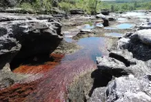 Foto 3 > Galería Caño Cristales