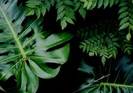 Plantas_evento agenda