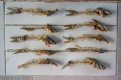 Pablo-muñoz-cronicas-de-la-region-puertoberrio-9