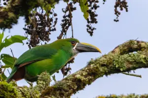 avistamiento-de-aves