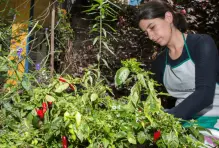 Huertas orgánicas11