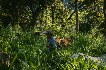 Historias de solución Acoganar