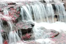 Foto 5 > Galería Caño Cristales