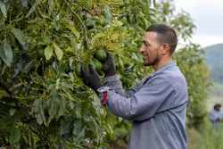 Aguacates Plataforma Agro