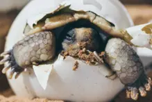 Pacífico colombiano