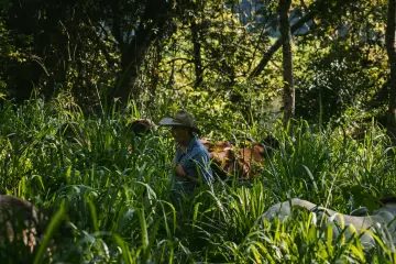 Historias de solución Acoganar