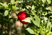 Huertas orgánicas12