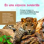 Qué tanto sabes del jaguar 5