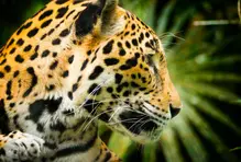 El jaguar: hijo del Sol y la Luna