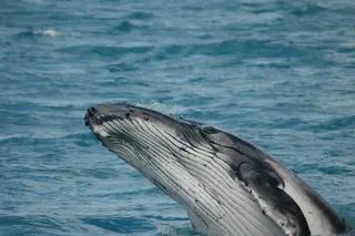 Imagen > avistamiento de ballenas