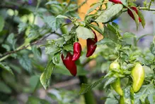 Educación para la Vida