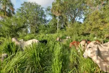 ¿Ganadería regenerativa? ¡Conoce este modelo de producción sostenible!