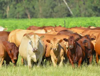 Ganadería sostenible