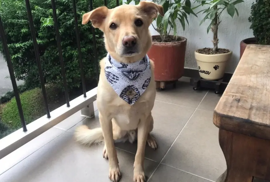 Imagen Peludos y salud mental