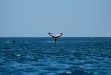 Bahía Solano, naturaleza extraordinaria