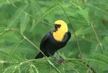 Aves que habitan los Parques Comfama 1