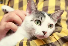 acuerdos-vecinos-mascotas2