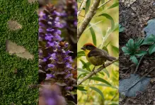 ¡Cuidar el bosque es cuidar de ti!