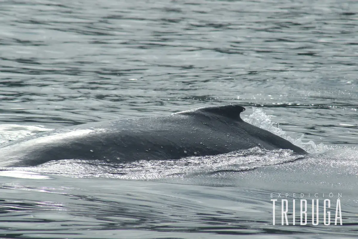 TribugaBallena