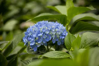 MicrosoftTeams-image (12)