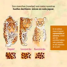 Qué tanto sabes del jaguar 3