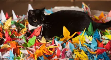 medellin_a_solas_doblar_grullas