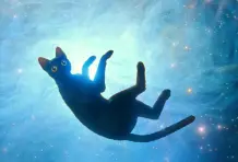 Artículo completo > Categoría Animación en los Premios Óscar