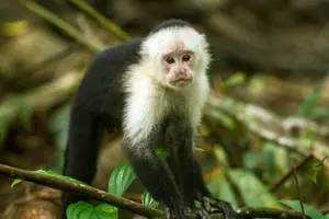 gorgona-turismo-viajes