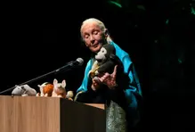 Jane Goodall foto 2