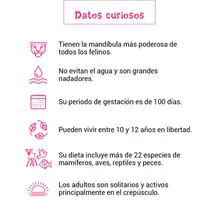 Qué tanto sabes del jaguar -6