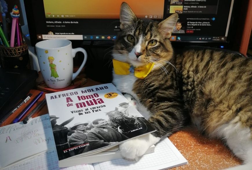 Lectores Diario de Paz foto de gato compartida por lector