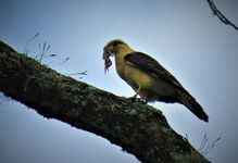 ser de otraparte aves