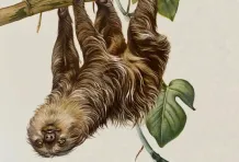 Cabecera Animal extinto editorial