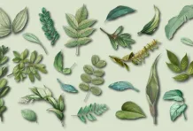 Cabecera De la naturaleza y sus cantares [Palabras Rodantes]