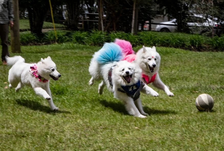 parques mascotas portada