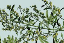 biblioteca de plantas