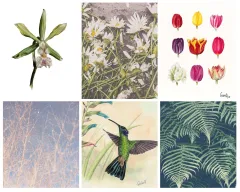 Flores y plantas