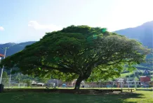 Cabecera Samán Támesis, La cultura como escudo
