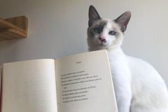 libros sobre mascotas