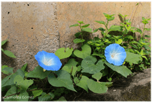 Laboratorio fotografía Foto 10