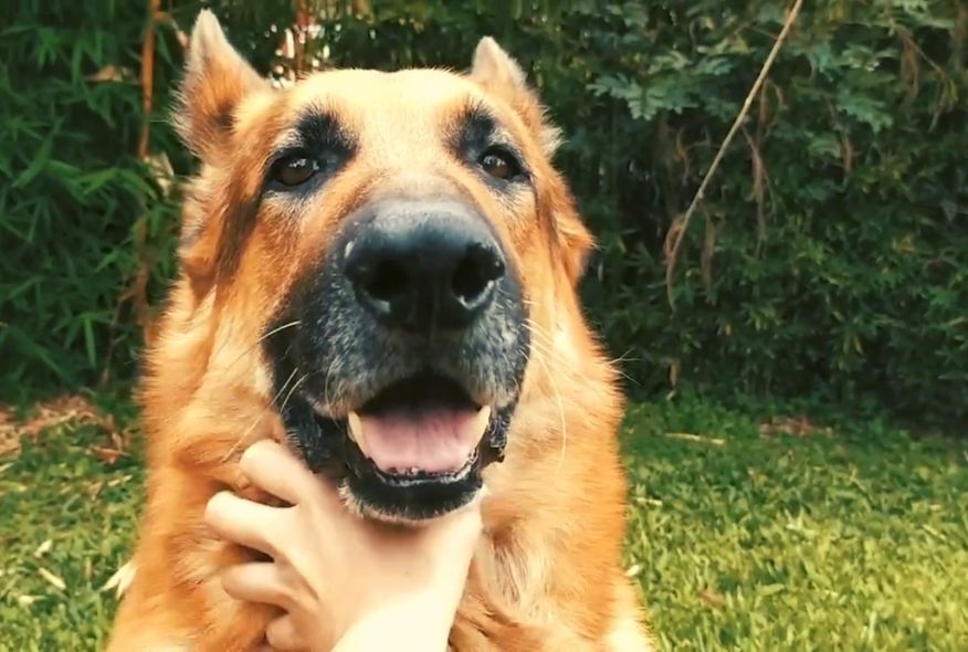 acuerdos vecinos mascotas3