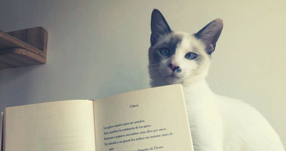 10 libros para mascotas banner principal