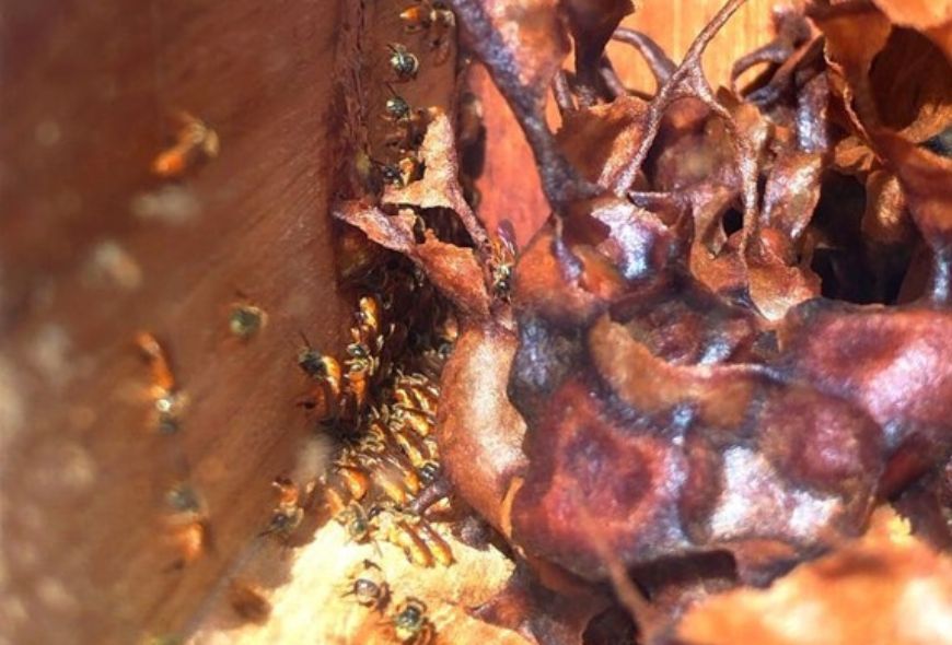 Laboratorio de huertas de Aranjuez 3   Abejas