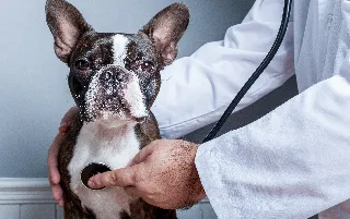 imagenes aliados (1) anilab-categoria