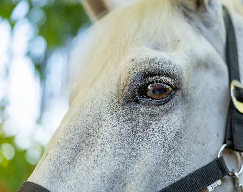 imagenes aliados (2) centro-ecuestre-san-jorge-2