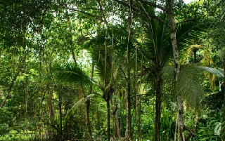 imagenes aliados (1) simona-del-mar-categoria