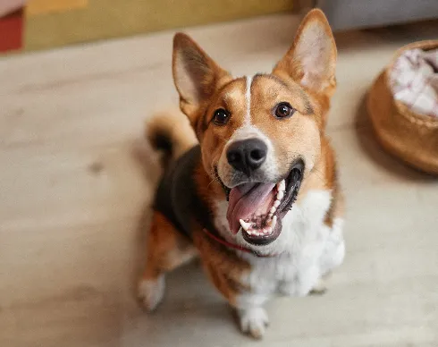 imagenes aliados (1) sabuesos--2