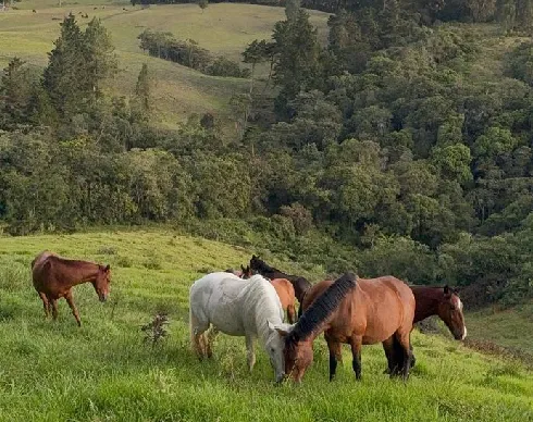 imagenes aliados (1) serenya-2